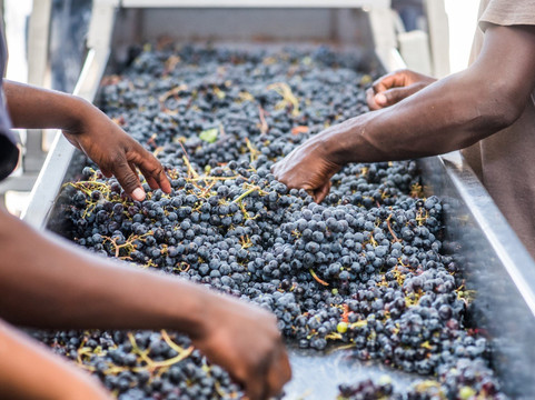 Arendsig Single Vineyard Wines-Bonnievale必去景点