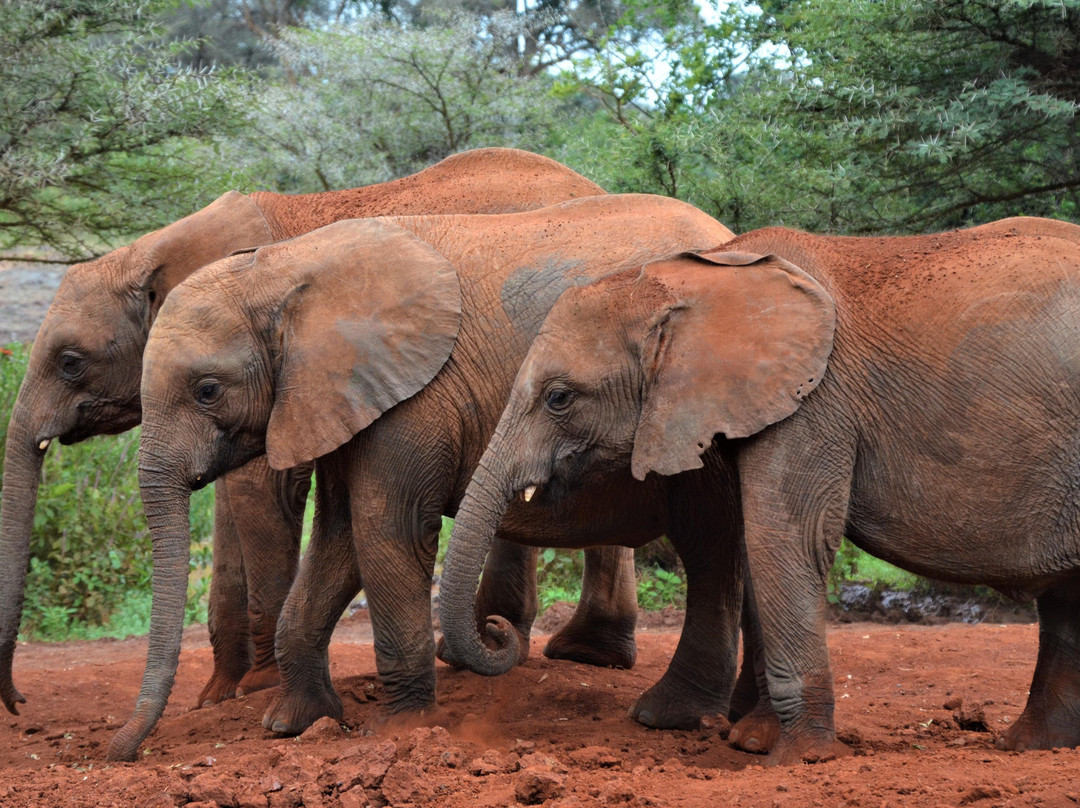 africa safariland tour-内罗毕必去景点