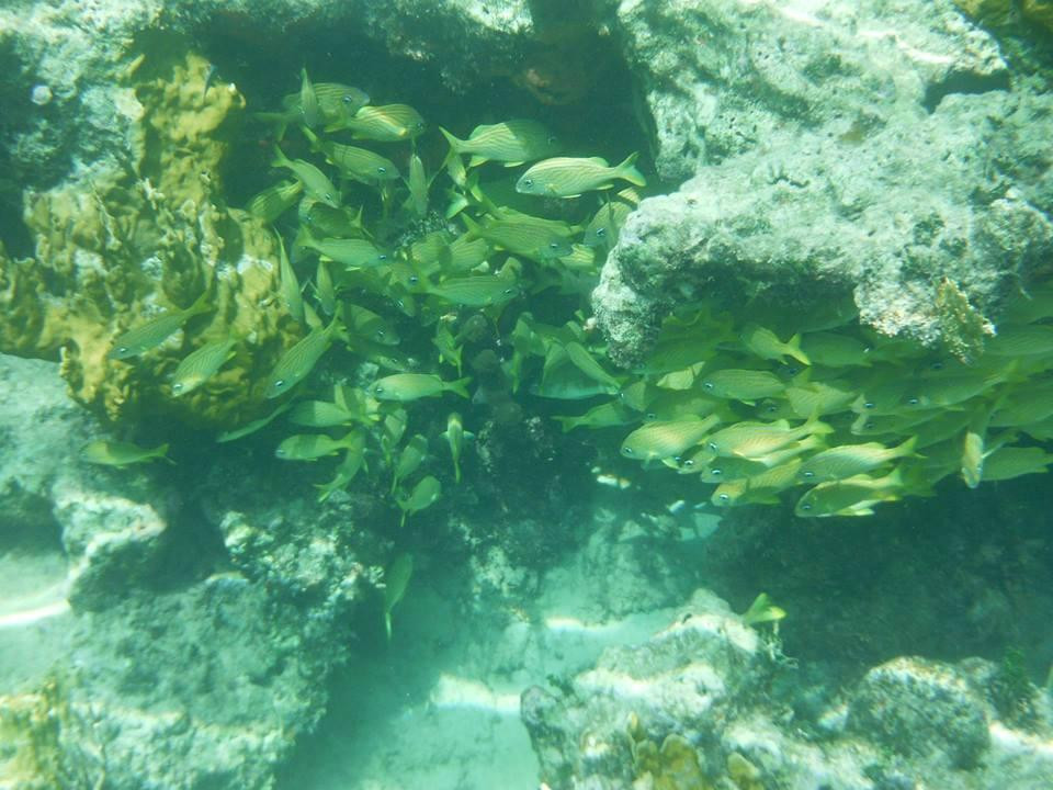 Paradise Cove-弗里波特必去景点