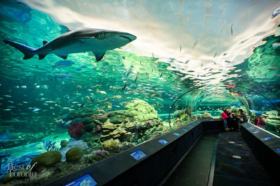 加拿大里普利水族馆景点图片