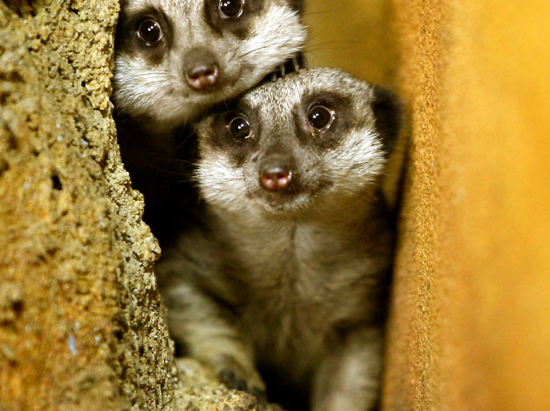 Boonshoft Museum of Discovery