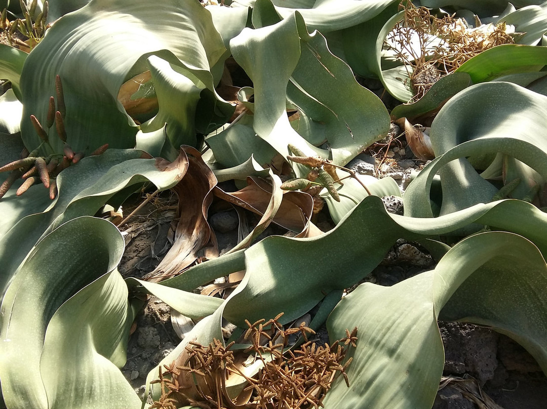 Orto Botanico della Facolta di Agraria景点图片
