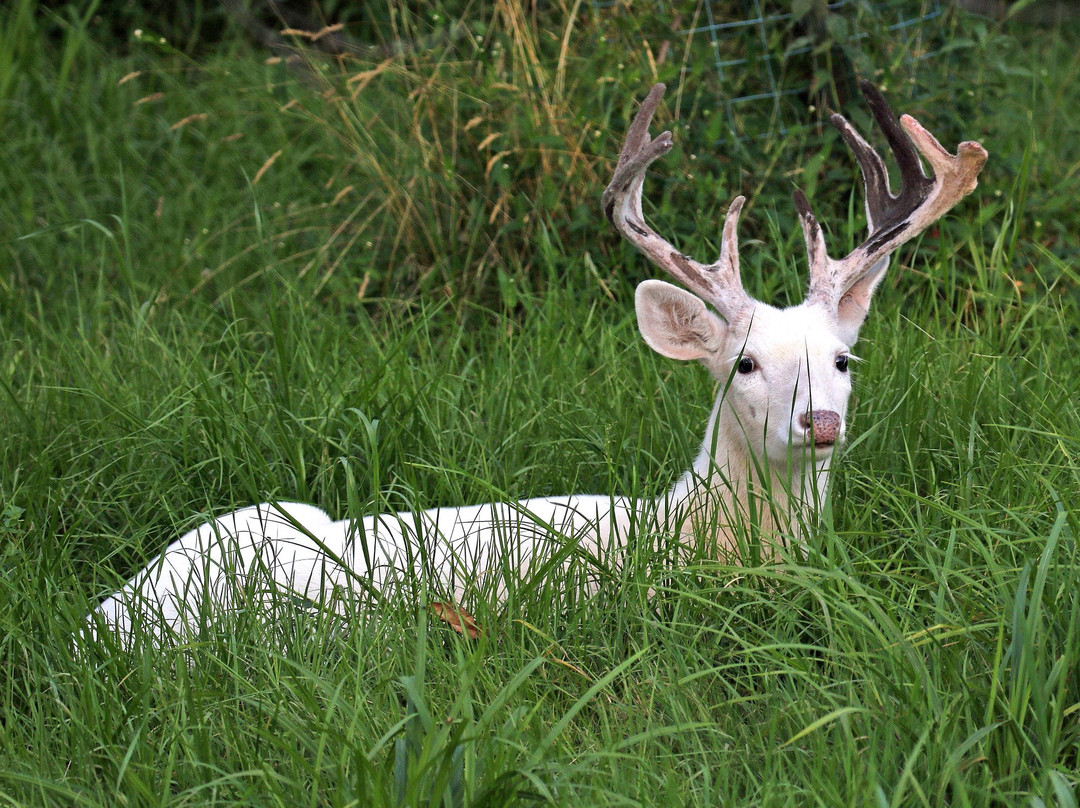 Deer Haven Park景点图片