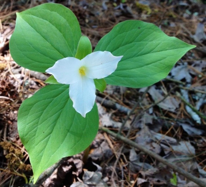 Trillium Vineyard LLC景点图片