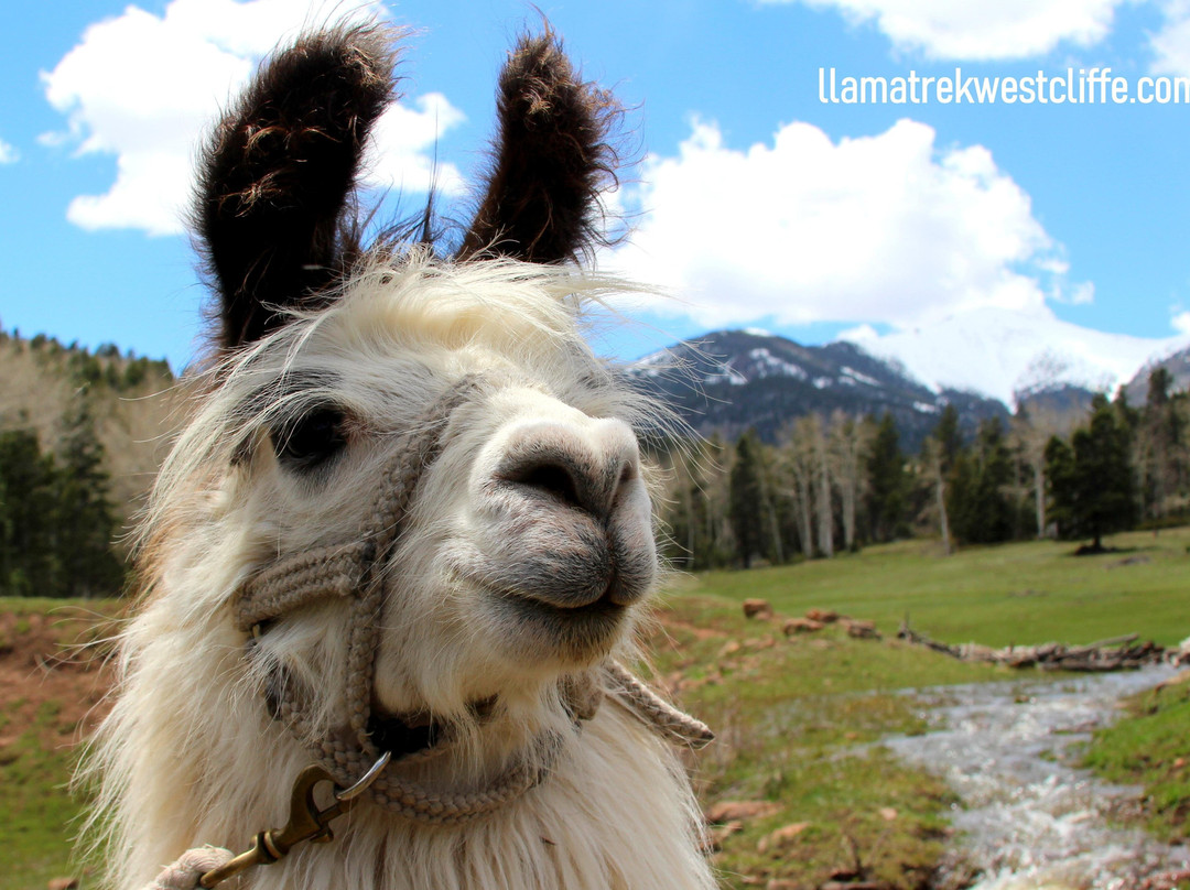 Llama Trekking by Lookin Up Outfitters景点图片