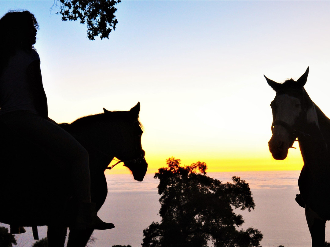 Big Sur Majestic Equine Services-大苏尔必去景点