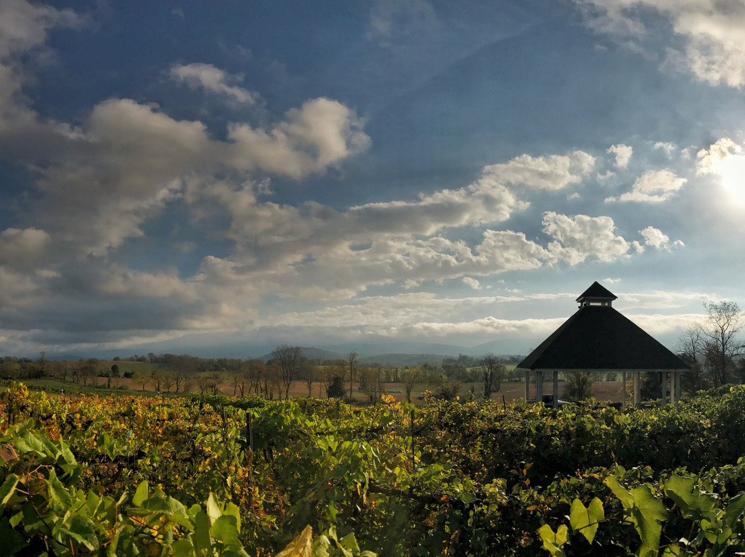 Veramar Vineyard景点图片