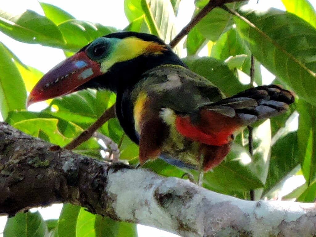 Manakin Nature Tours景点图片