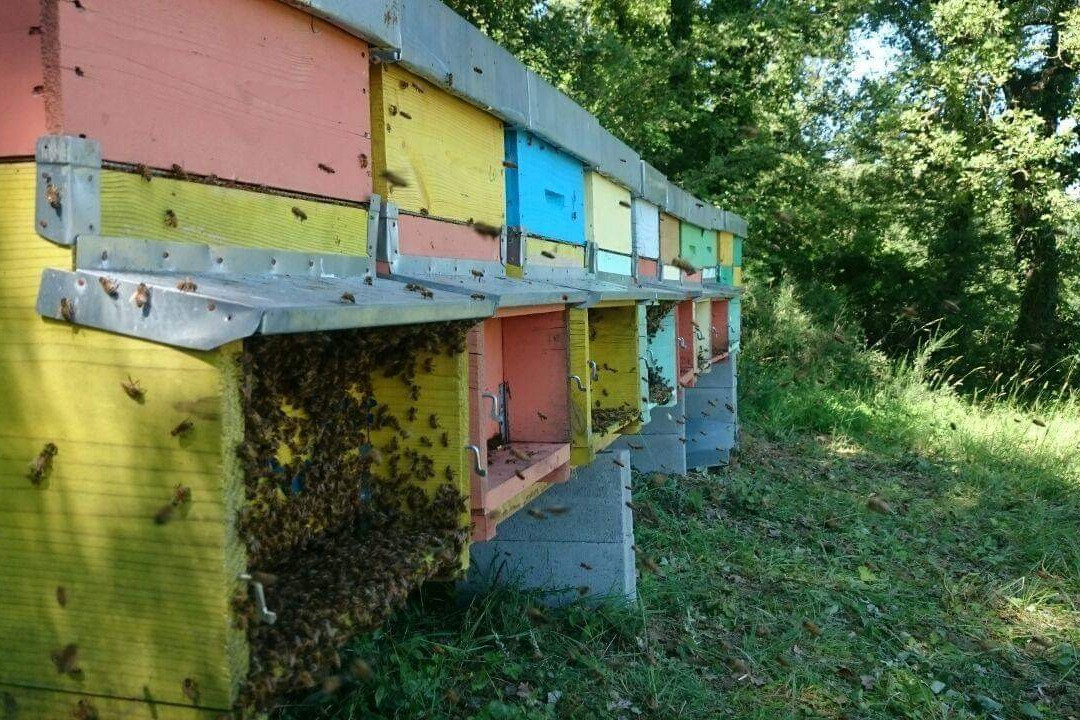 Apicoltura San Martino-巴尼奥阿里波利必去景点