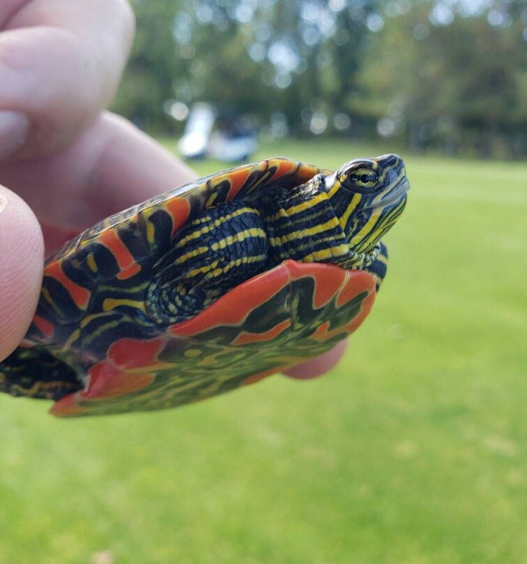 Thumper Pond Resort主图