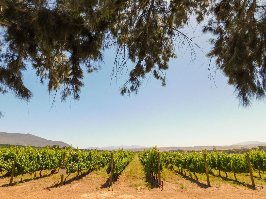 Villion Family Wines