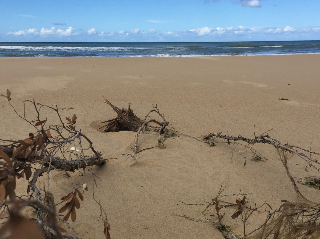 Reeeves Beach-Woodside必去景点