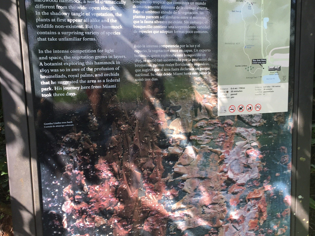 Gumbo Limbo Trail-大沼泽国家公园必去景点