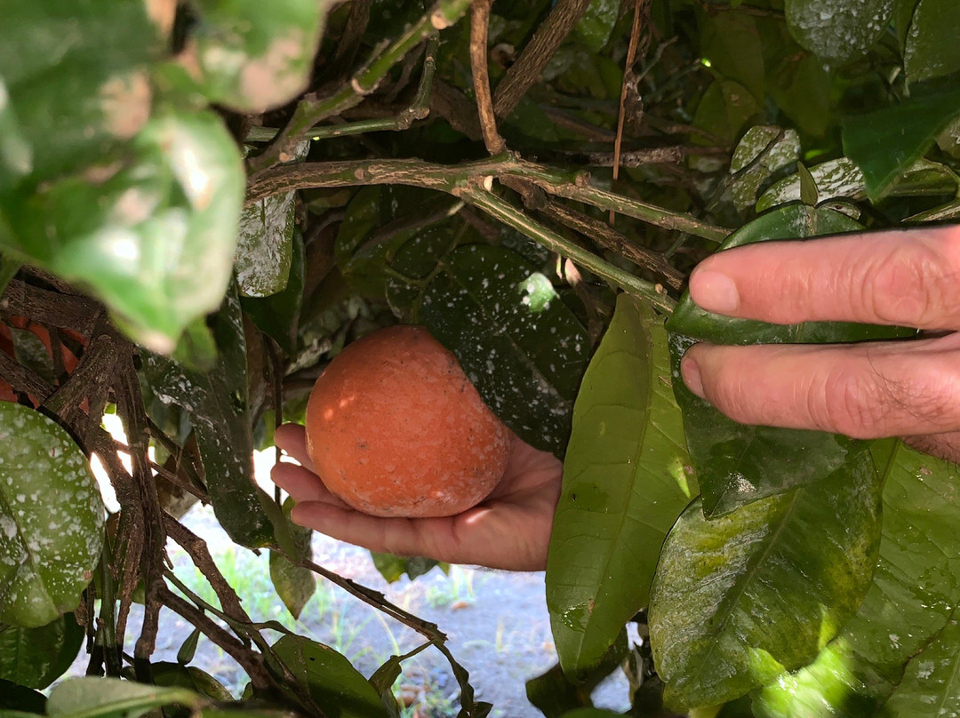 Quinta Dom Sapo主图