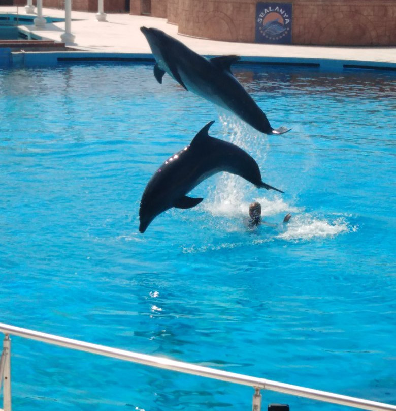 Alanya Fun Sea Park景点图片