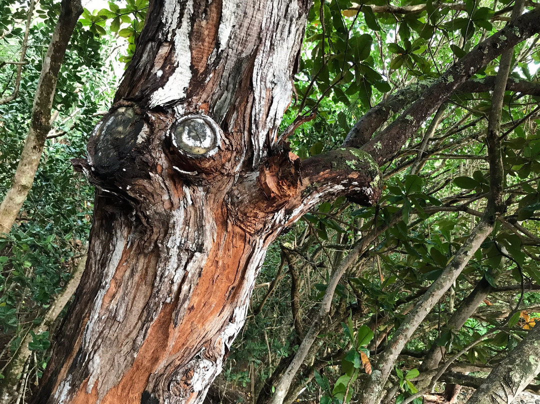 Wyllie's Beach-基拉韦厄必去景点