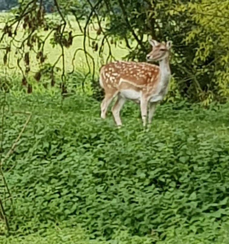 Earsham Wetland Centre景点图片