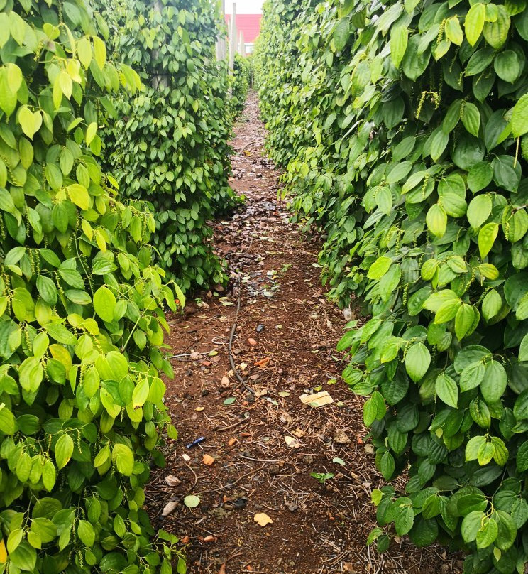 正宗家庭民宿主图