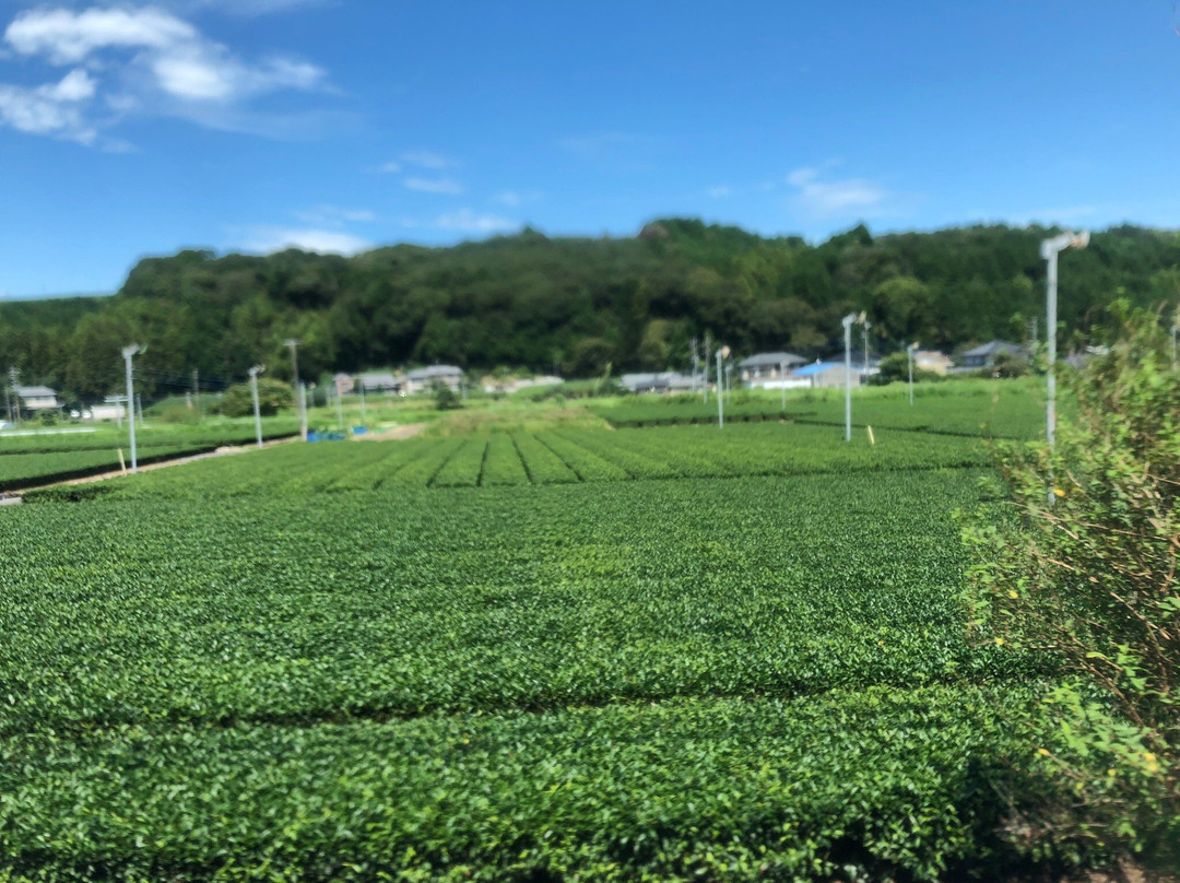 Makinoharadaichi-牧之原市必去景点