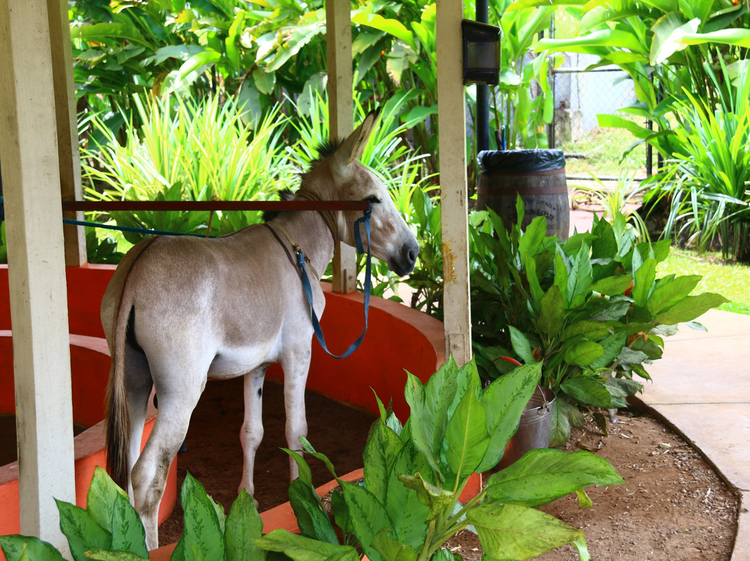 Antsman Tours Jamaica-内格里尔必去景点