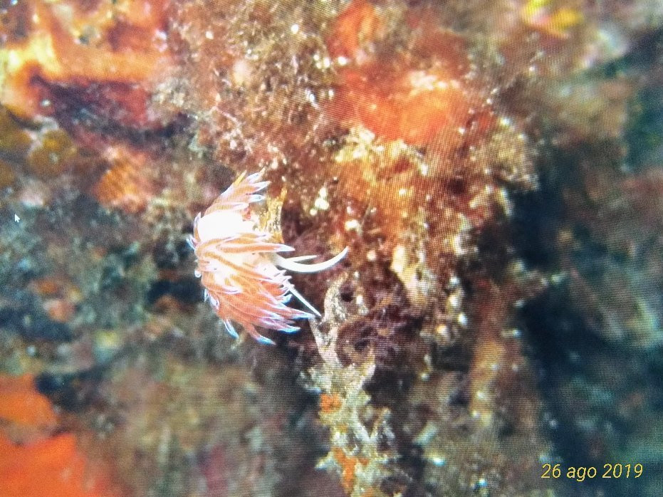 Cala d'Oliva Diving Center-Cala d'Oliva必去景点