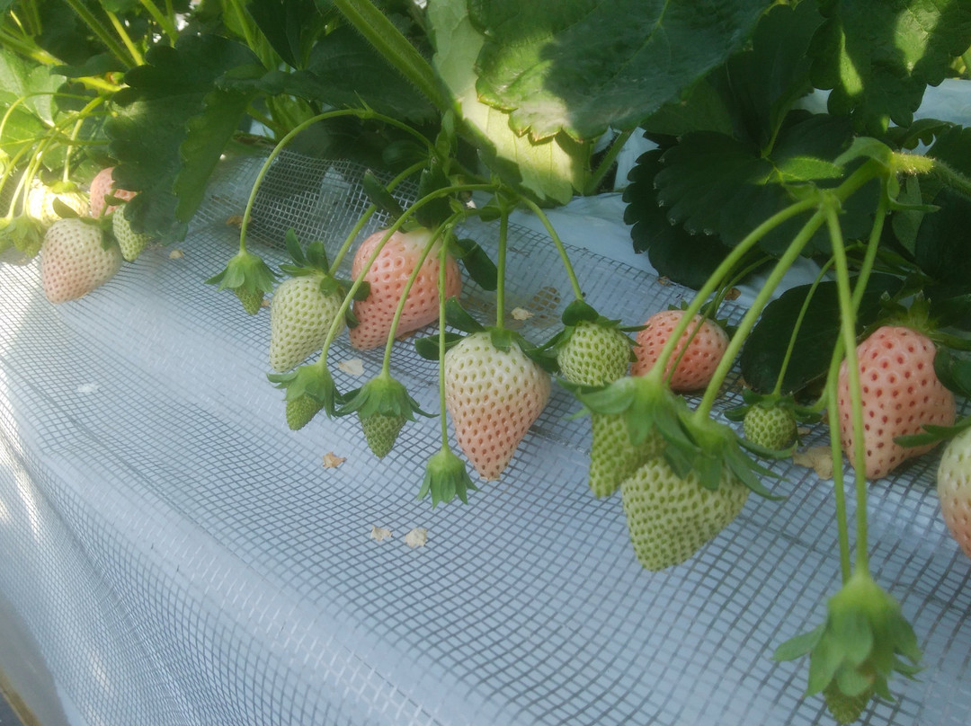 Takada Strawberry Farm-富冈市必去景点