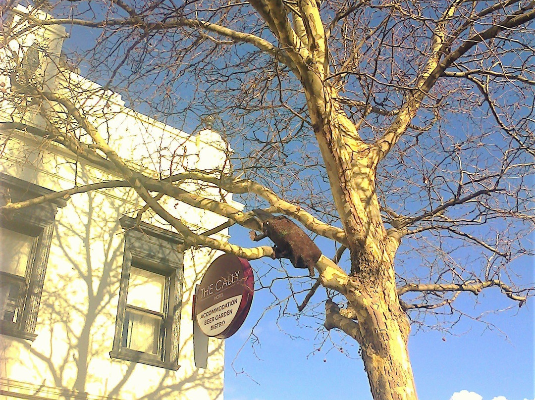 Mystery In The Trees-瓦南布尔必去景点