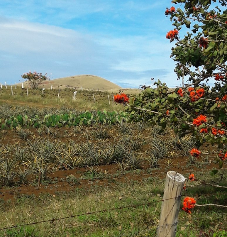 Maunga Terevaka景点图片
