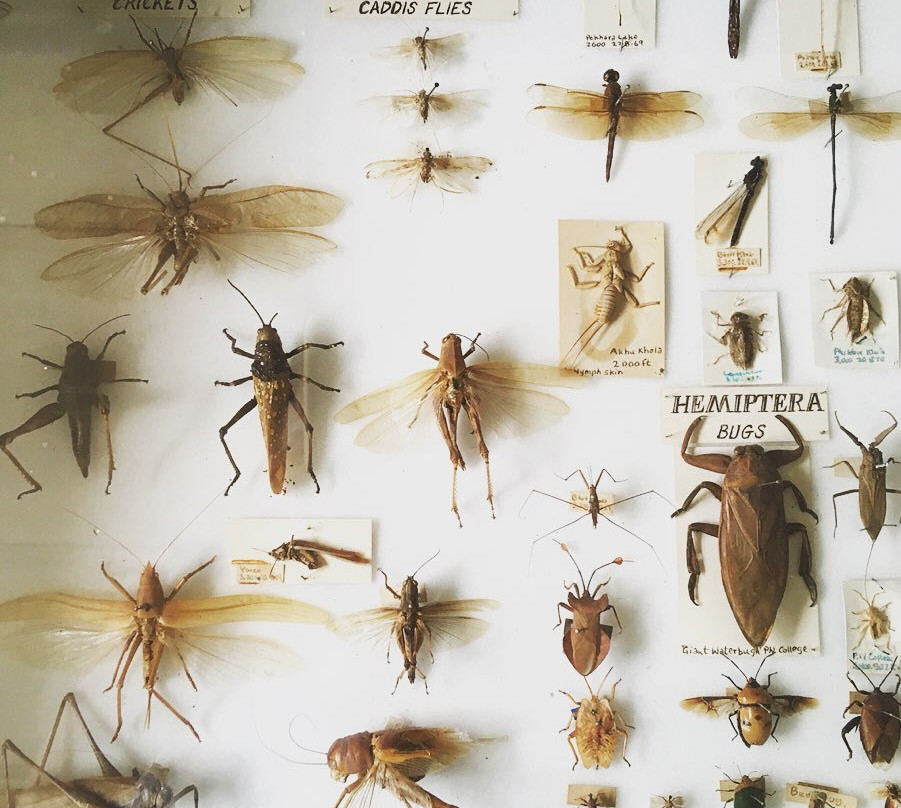 Annapurna Butterfly Museum-博卡拉必去景点