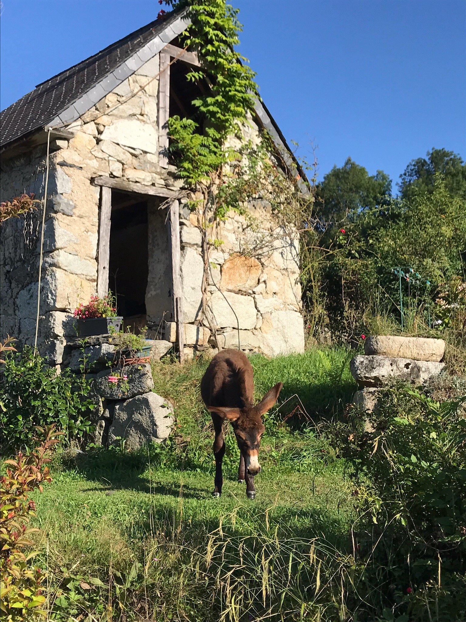 Ferme Antaya-官方