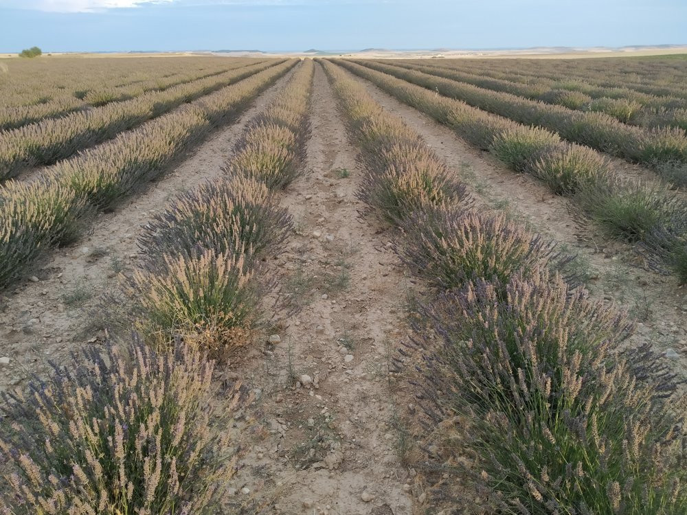 centro de interpretación de la lavanda Tiedra de Lavanda景点图片