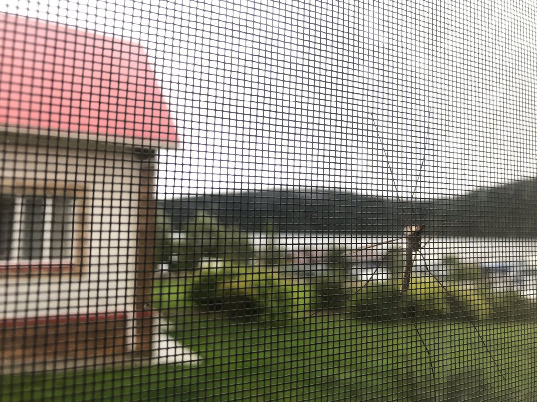 Pavlovskiy Park主图