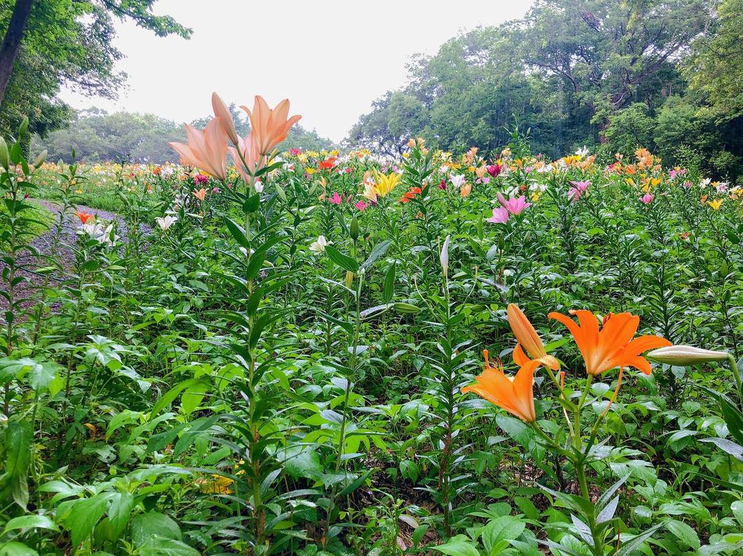 Lily Park-所泽市必去景点