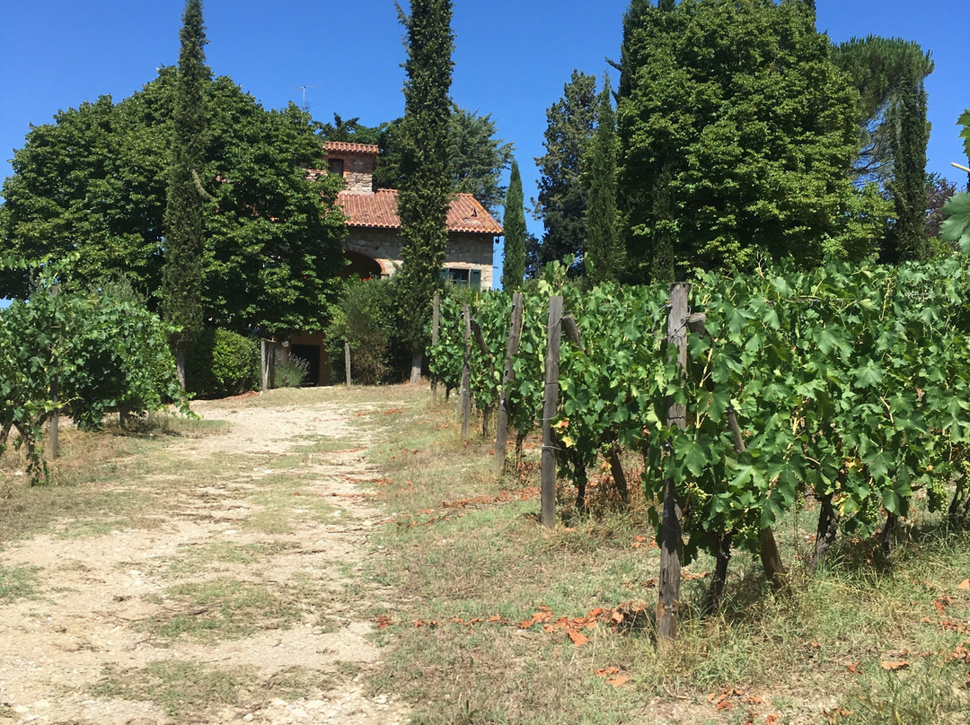 Le Miccine Vineyards And Winery景点图片