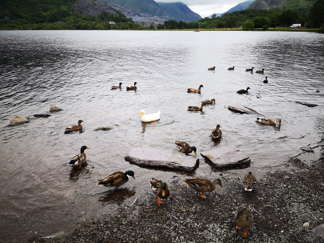 Padarn Country Park景点图片