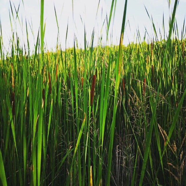 Valens Conservation Area-汉密尔顿必去景点
