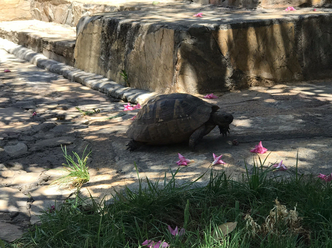 Dardanos Hotel主图