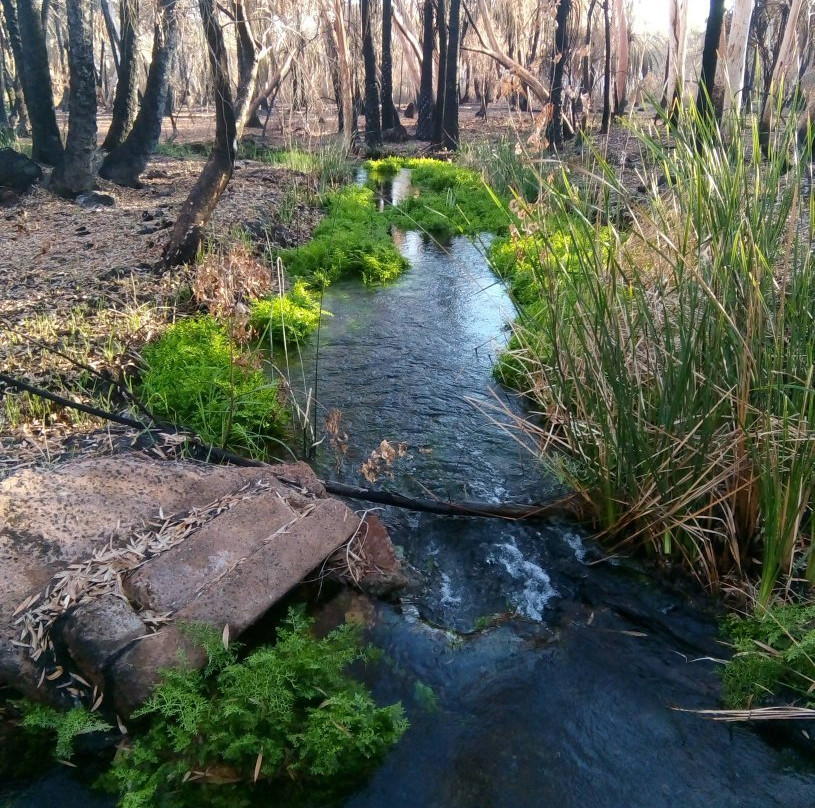 Millstream-Chichester National Park景点图片