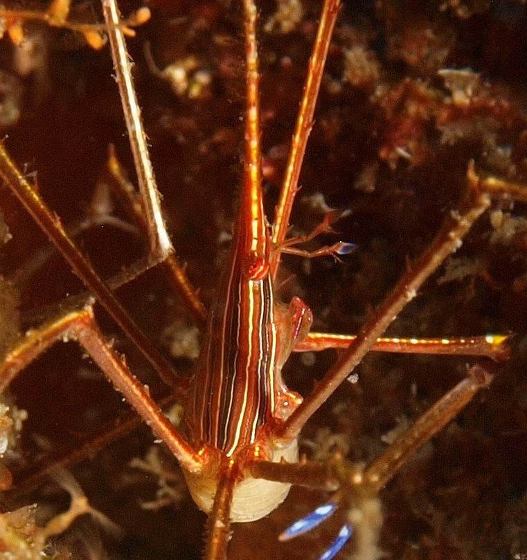 Soufriere Scottshead Marine Reserve-Scotts Head必去景点