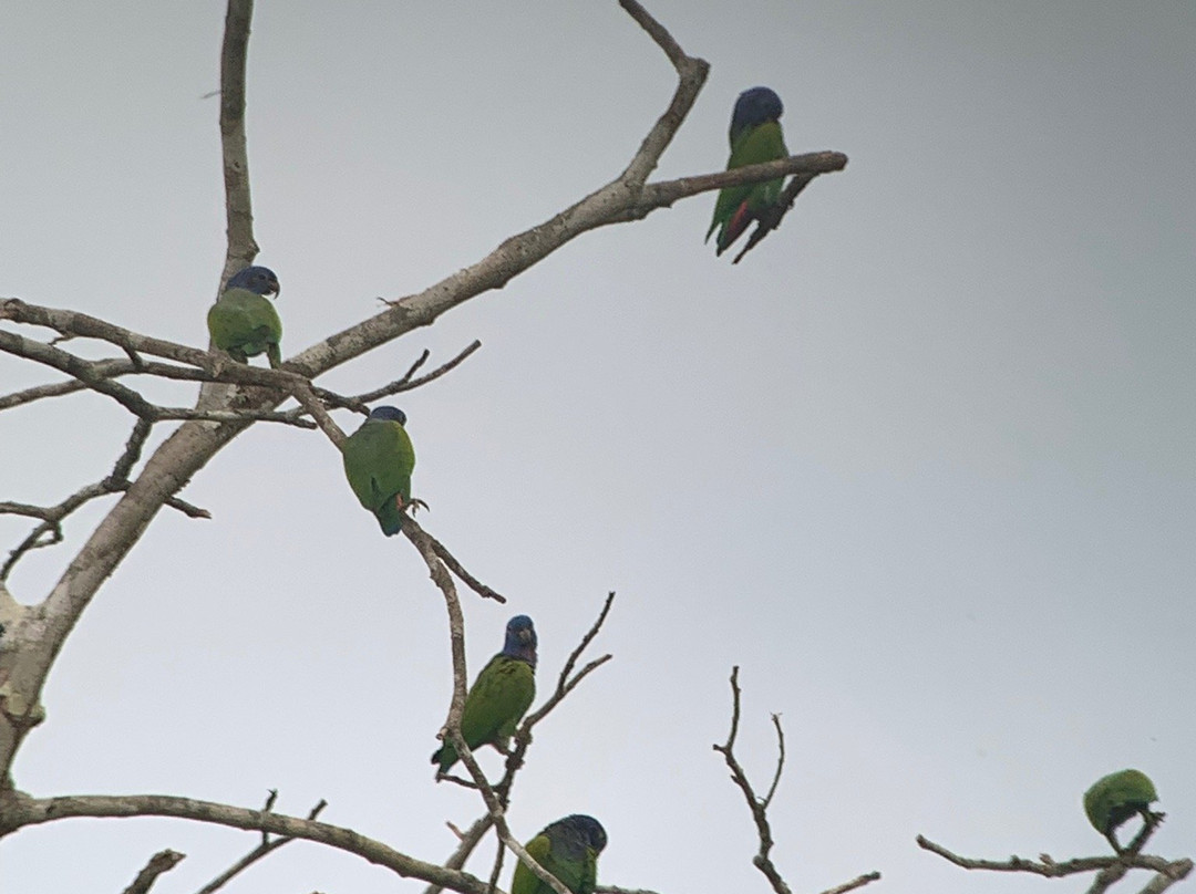 Chuncho Macaw Clay Lick景点图片