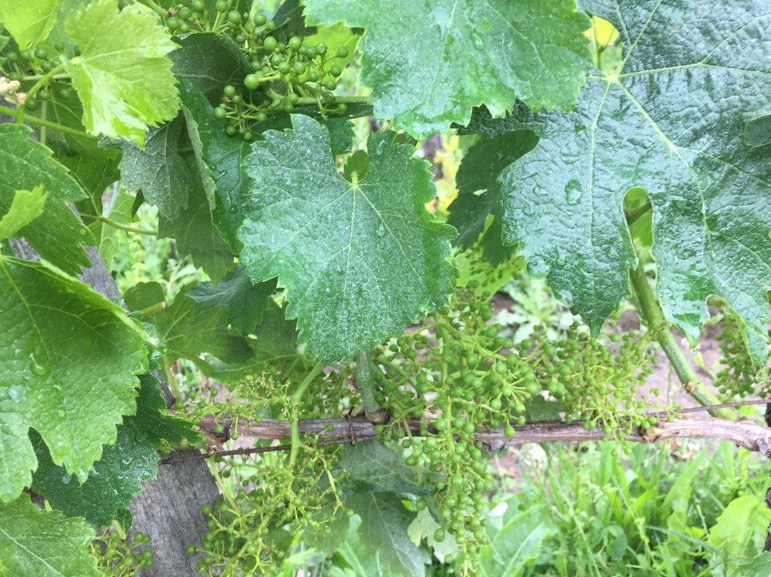 Les Domaines De Moncets景点图片