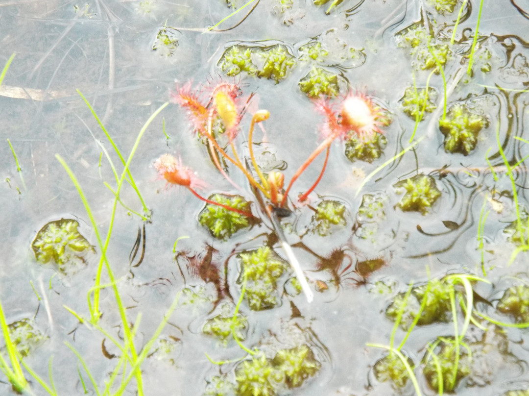 Yanohara Wetlands景点图片