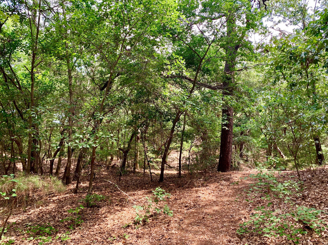 First Landing State Park景点图片