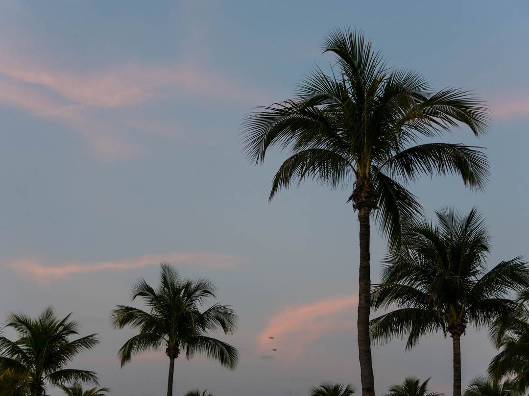 Lynn Hall Memorial Park-迈尔斯堡海滩必去景点