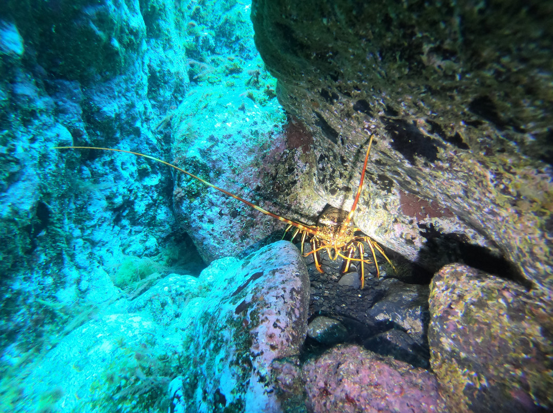Twin peaks diving center-Pico必去景点