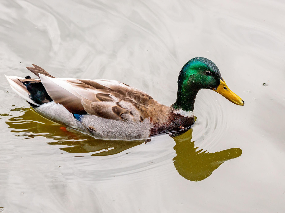 Acton Park景点图片