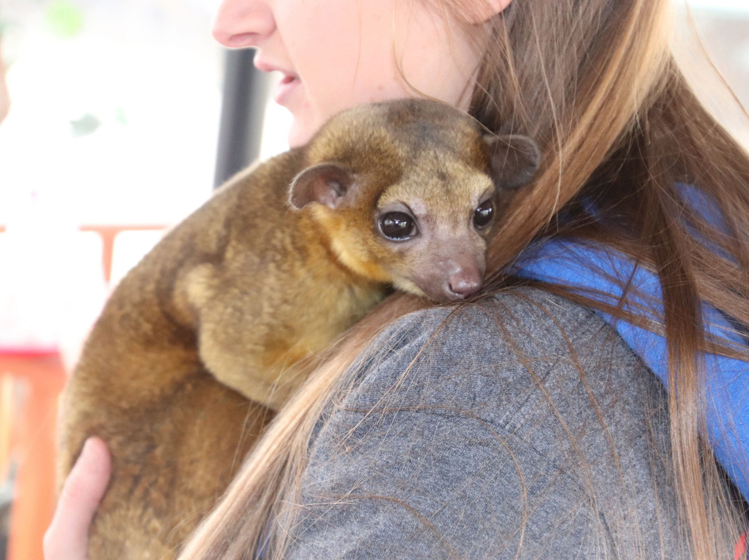 Mini 'S' Exotic Zoo-Mineola必去景点