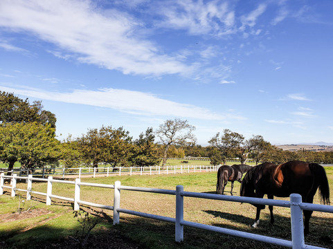 Avontuur Wine Estate-西索美塞必去景点