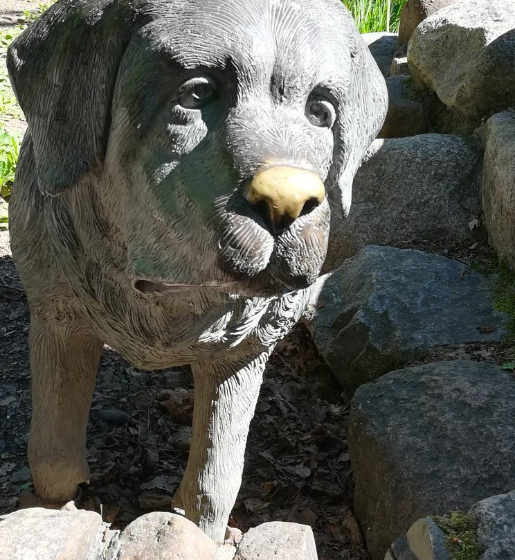 St. Bernard Dog Statue-泽列诺戈尔斯克必去景点