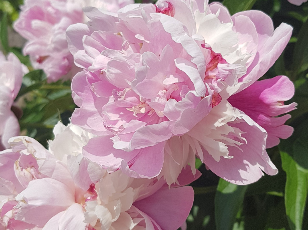 Sutasa Temple-洪川郡必去景点